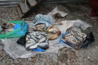 20 яблок, 30 киви и норвежская рыба: на Алтае впервые развели «санкционные костры»