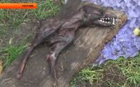 Бийчанка обвинила в гибели своего домашнего хозяйства чупакабру