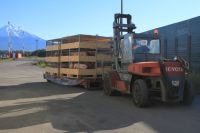 Двое суток в общем вагоне: из Алтайского края на Камчатку доставили стрессоустойчивых свиней