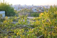 Разрушение старой лестницы в Нагорном парке Барнаула вызвало возмущение общественности