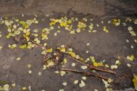 Археологи обнаружили человеческие кости у вершины «лестницы ВДНХ» в Барнауле