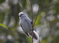 Белая лазоревка