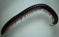 Самец Sibiriulus baigazanensis