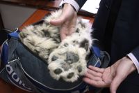 Живодеры пытались продать лапы и череп снежного барса в Барнауле