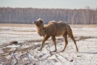 В алтайских лесах прячется от людей «овдовевший» по вине охотников верблюд