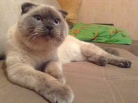 «За Барсика не голосует только мышь!»: барнаульцы начали кампанию в поддержку пушистого «кандидата»