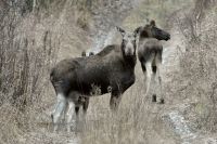 Лоси в Кислухинском заказнике