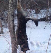 Барнаульские подростки играли в футбол месячным щенком