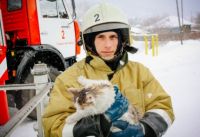 Замерзающая на дереве кошка «растопила» сердца суровых горно-алтайских пожарных