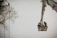 Замерзающая на дереве кошка «растопила» сердца суровых горно-алтайских пожарных