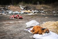 Барнаульские правоохранители займутся организаторами собачьего «погоста» в городском лесу