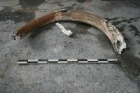 Очередное доисторическое млекопитающее «вышло на свет» в Горном Алтае