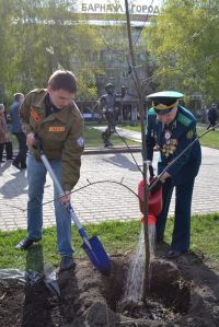 Вандалы вырвали с корнем деревья, посаженные ветеранами у барнаульского кинотеатра