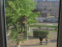 Лепнина аварийного барнаульского дома обрушилась на случайного прохожего