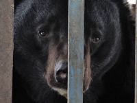 Гималайский хищник сбежал из клетки рубцовского зоопарка