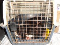 Без бумажки ты примат: двух человекообразных обезьян из Казахстана не пустили в Алтайский край