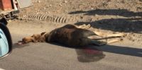 На въезде в Барнаул автомобиль сбил выскочившего на трассу лося