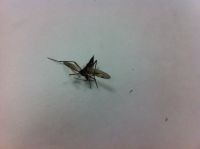 «Вот такой птеродактиль»: новая «атака» летающих насекомых посеяла страх среди барнаульцев