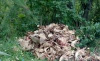 Барнаульцы обнаружили на старом городском пляже гору черепов