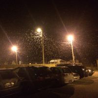 Убить и сжечь: предгорья Алтая «атаковали» тысячи бабочек непарного шелкопряда