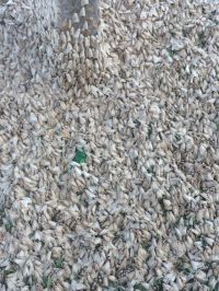 Убить и сжечь: предгорья Алтая «атаковали» тысячи бабочек непарного шелкопряда