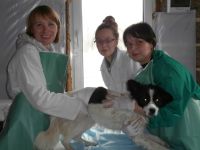 Рубцовский приют для животных просит пользователей Сети «скинуться» на ремонт веткабинета