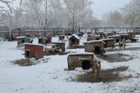 На пожаре в барнаульском приюте «Ласка» из-за недосмотра едва не сгорели 45 собак