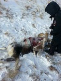 Сотрудники алтайского парка задержали «архаровцев» за дележкой добычи