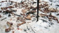 Привлеченные свалкой костей бездомные собаки окружили жилые дома в Бийске