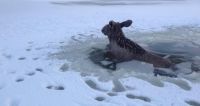 Житель Алтайского края во время зимней рыбалки спас тонущего лося