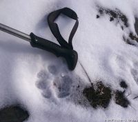 На алтайском хребте ученые впервые обнаружили следы взрослых ирбисов с тремя котятами