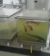 В закрытом из-за обрушения барнаульском «Ашане» начали гнить продукты