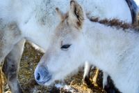 «Ледниковый» жеребенок «взглянул» на алтайский туркластер