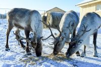 «Ледниковый» жеребенок «взглянул» на алтайский туркластер