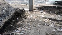 Бийчане объявили войну собачьим стаям, которые охотятся во дворах
