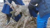 Сотрудники пожарной части на Алтае спасли тонущую в полынье косулю