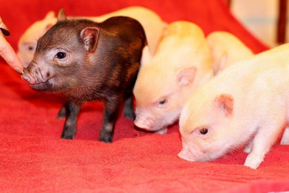 Особенности содержания декоративных свинок дома