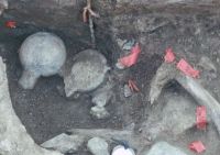 Кости мастодонта, ставшие предметом исследований