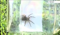 Плененный паук