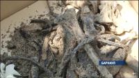Специалистам предстоит выяснить, чьи кости найдены на старинном кладбище