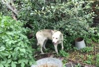 Собака после освобождения из рук хозяйки-живодерки