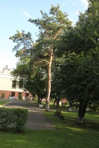 Эта сосна может быть одним из последних деревьев Дунькиной рощи