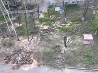 Внезапно открывшаяся «лесосека» во дворе