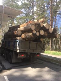 Очистка леса