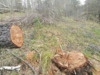 Формально речь идет о санитарных рубках