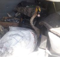 Пострадавшие лебеди