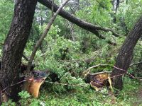 Многие деревья вырваны с корнем