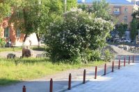 Недавно напротив костела цвела сирень