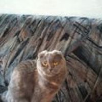 «В России каждый должен пройти через судимость, в том числе прокуроры»: комментатор Bratka с «опытом» по ст. 282 УК РФ о деле Марии Мотузной