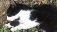 Пострадавший котенок